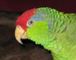 parrot